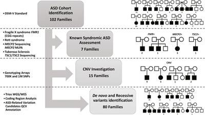 The genetic landscape of autism spectrum disorder in the Middle Eastern population